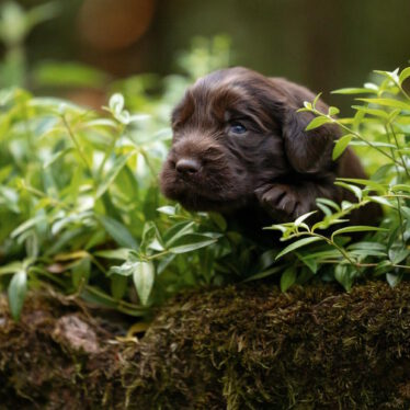 Y-Wurf 13.06.2023 Ashes of St. Helens