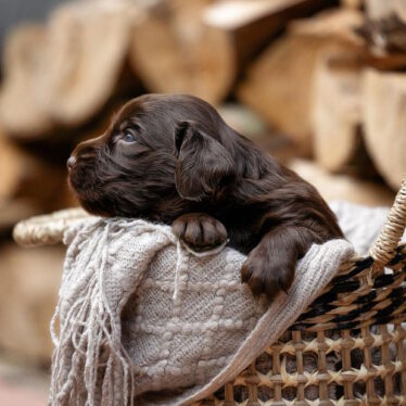 Y-Wurf 13.06.2023 Ashes of St. Helens