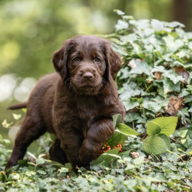 Y-Wurf 13.06.2023 Ashes of St. Helens