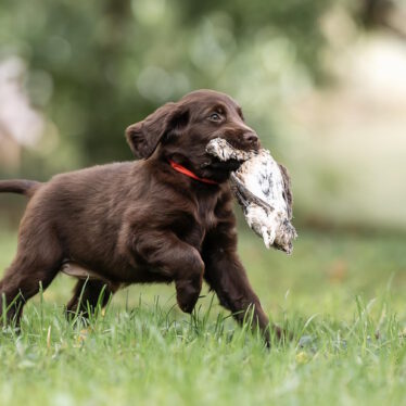 Y-Wurf 13.06.2023 Ashes of St. Helens