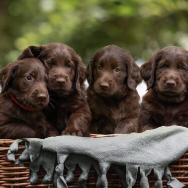 Y-Wurf 13.06.2023 Ashes of St. Helens