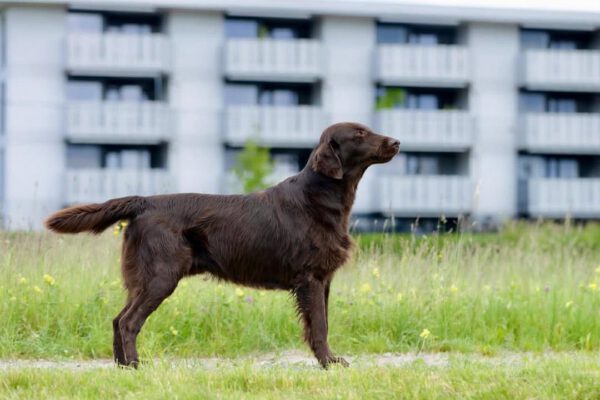 Plainfire‘s I‘m on Fire